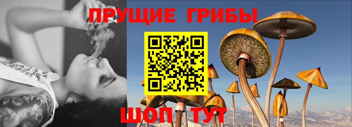 где продают наркотики  Галлюциногенные грибы Magic Shrooms  Вход с VPN  Галлюциногенные грибы GOLDEN TEACHER  Хасавюрт 